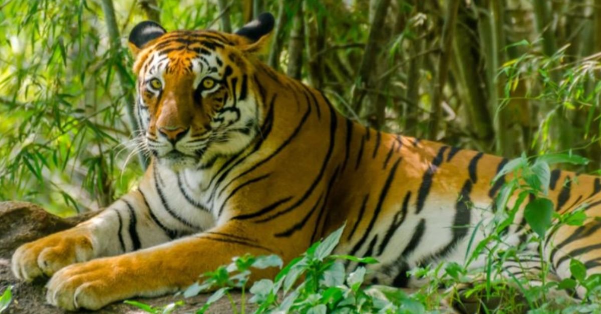 Tiger terror in Rajapani, Khotang