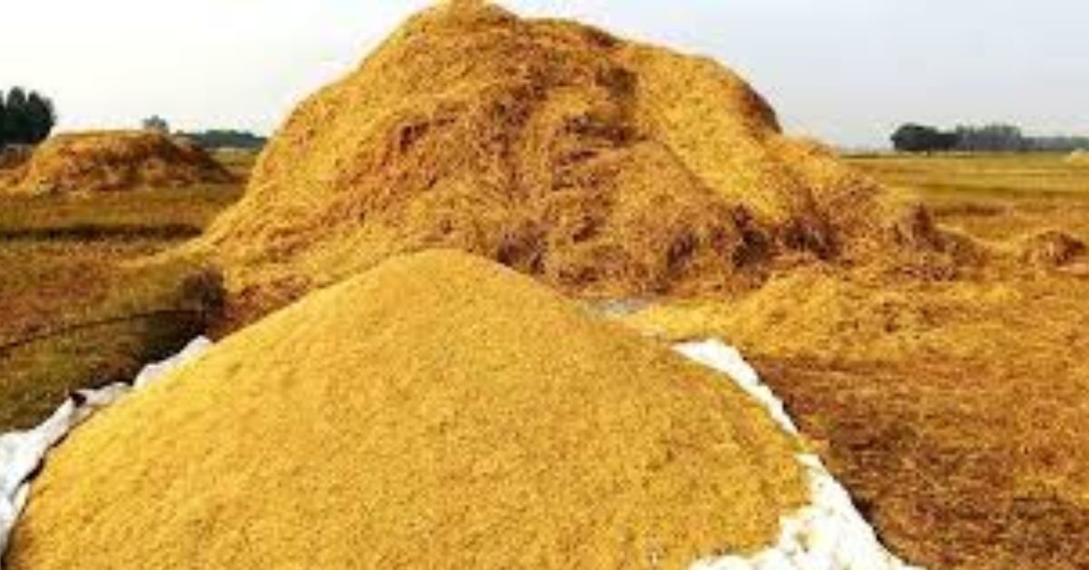 Crisis in paddy production Farmers forced to sell below support price