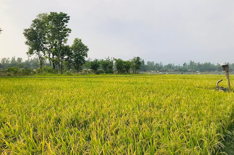 chaite dhan kailali2105205626512126589